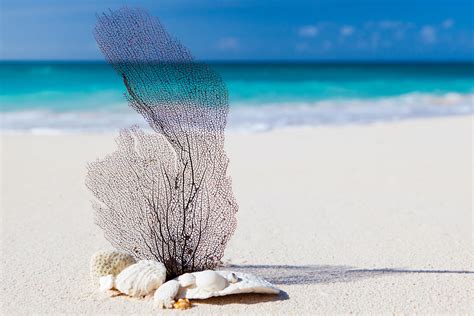 图片素材 海滩 滨 水 性质 砂 海洋 天空 白色 支撑 波 夏季 假期 放松 热带 蓝色 材料 贝壳