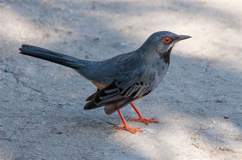 Red Legged Thrush Alchetron The Free Social Encyclopedia