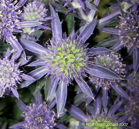 Plantfiles Pictures Sea Holly Blue Hobbit Eryngium Planum By Kell