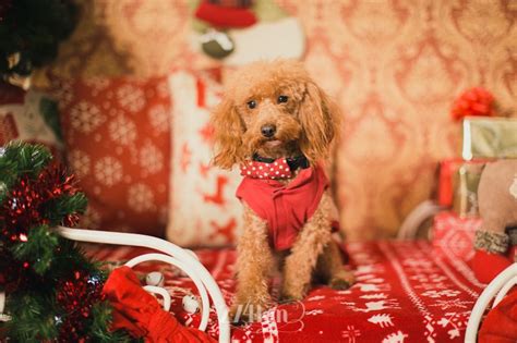 Sesiones De Fotos De Perros En Navidad Super Divertidas Y Originales