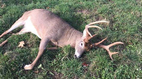 Wardens Offer Reward For Information On Illegally Killed Deer