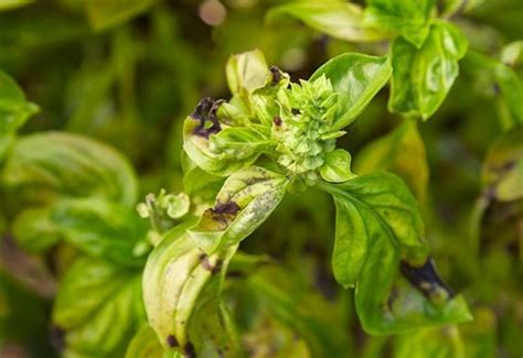 Brown Spots On Basil Leaves Why It Happens And How To Treat It