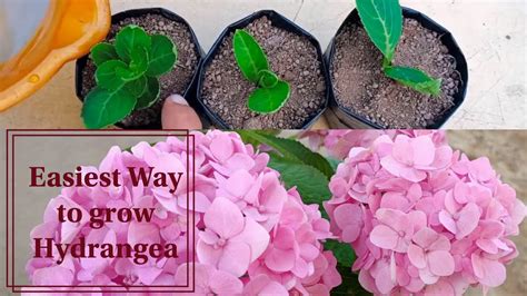 How To Grow Hydrangeas How To Grow Hydrangea From Cuttings Youtube