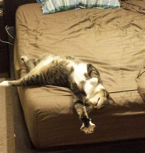 50 Over Dramatic Cats Who Deserve An Oscar Cats Animals Funny Cat