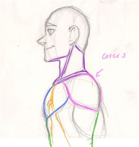 How To Draw Shoulders From The Side Howdoyod