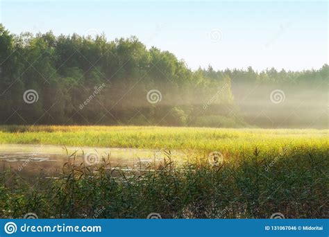Rising Sun Ray Of Light On A Lake With Woods Stock Photo Image Of