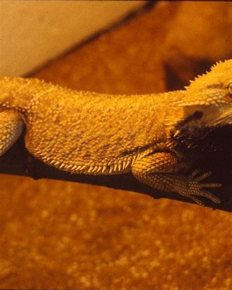 How To Tame Your Lizard Or Reptile Pethelpful By Fellow Animal