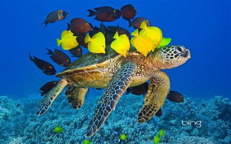 Sea Turtle With The Fishes Wallpapers And Images Wallpapers Pictures