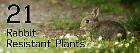 Diets of these animals will change with wild food availability and yearly rainfall and temperature variations. Rabbit-Resistant-Plants