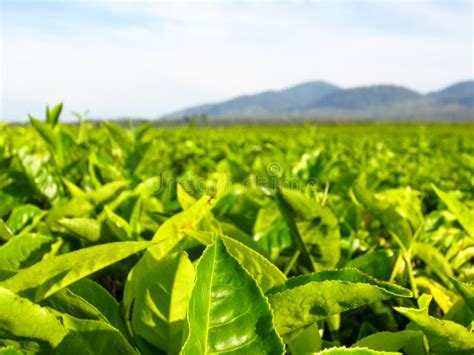 Landscape Panorama View Of Green Tea Plantation Field Stock Image