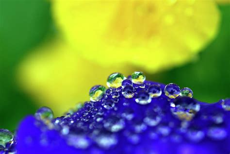 Dew Droplets On A Flower Photograph By Ian Gowlandscience Photo