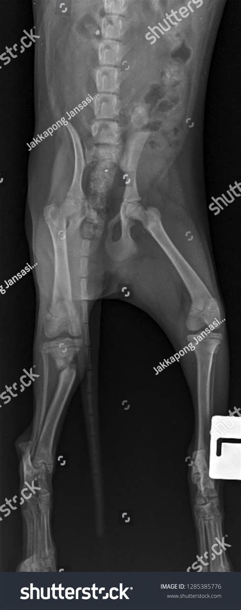 X Ray Leg Fracture Dogfront View Stock Photo 1285385776 Shutterstock