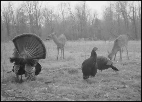 Turkey Hunting In Maryland With Ruin Gun Club Maryland Duck And Goose