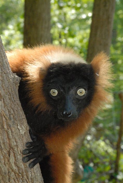 Iucn Save Our Species Calls For Grant Proposals To Conserve Lemurs In