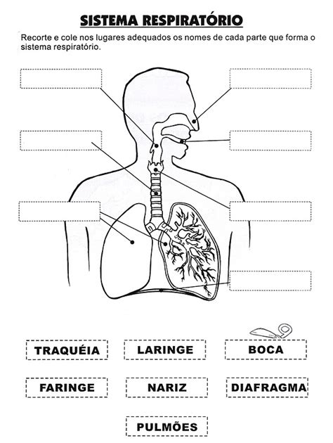 El Sistema Respiratorio Para Imprimir Imagui