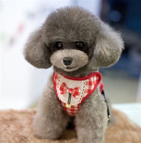 Too Cute Toy Poodle Haircut Teddy Bears Toy Poodle Haircut Poodle