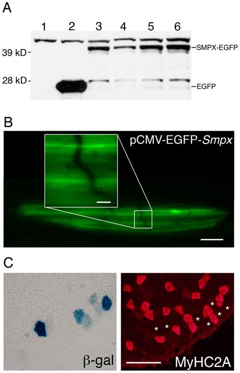 A Western Blot Of Smpx Egfp Expression In Hek 293 Cells Stained With