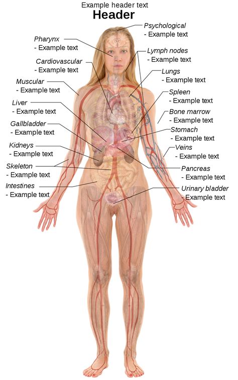 There are three types of muscle: File:Female template with organs.svg - Wikimedia Commons