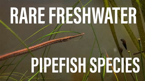 Very Rare Freshwater Pipefish Species Enneacampus Kaupi Youtube