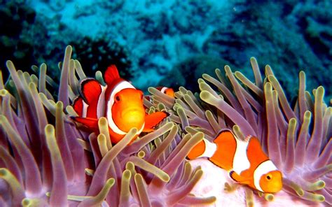 Clownfish Sea Anemones Tropical Animals Fishes Reef Coral