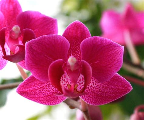 Cómo Cuidar Adecuadamente Tus Orquídeas Híbridas
