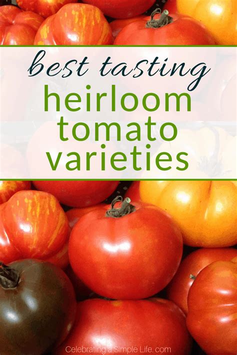 Best Tasting Heirloom Tomatoes Celebrating A Simple Life