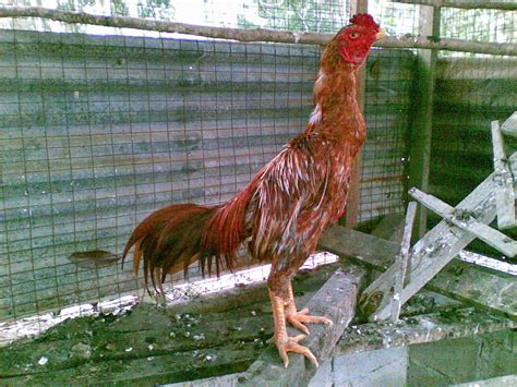 Apakah anda mencari ayam jantan templat suara? Ayam Siam / Ayam Sabung: Ayam Jantan Muda Siam - Stock ...