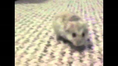 Alvin The Hamsters Journey Part 1 Youtube