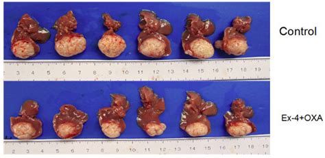 Tumor Size In Different Groups Download Scientific Diagram