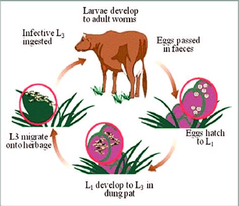 1 The Basic Life Cycle Of The Nematode Parasites Of Cattle Download