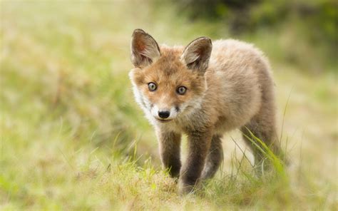 Cute Baby Fox Wallpaper 54 Images