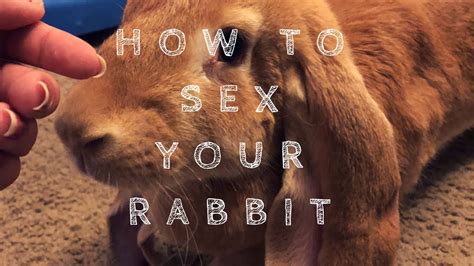 How To Sex Your Rabbit Youtube