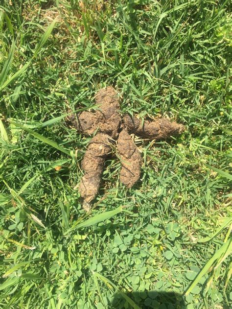 My Dogs Poop Looks Like A Stick Figure W Arms And Legs R