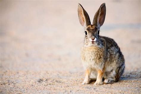 Hares Rabbits And Pikas Are Wide Eyed And Wary Prey Mammals Rabbit