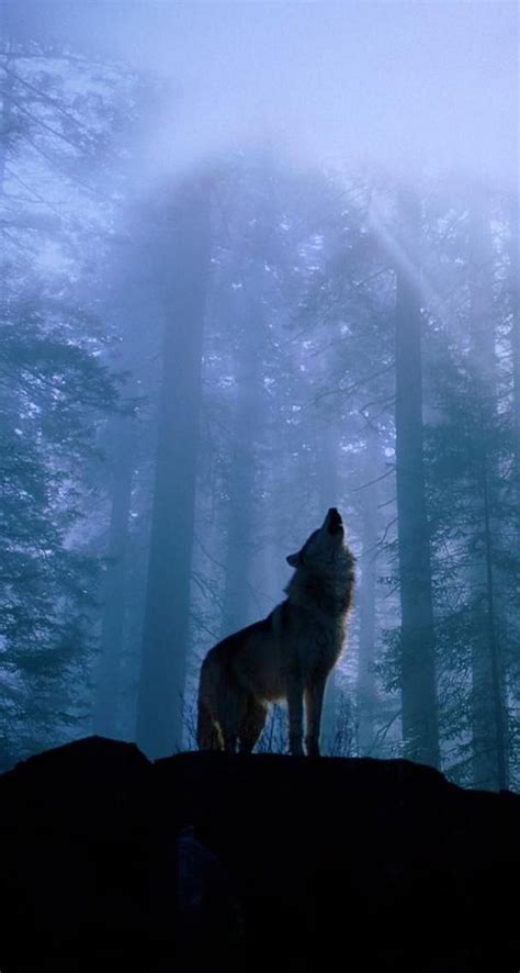 Check spelling or type a new query. Download Wolf Iphone Wallpaper Gallery