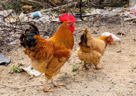 Gambar Burung Paruh Fauna Ayam Jantan Daging Unggas Induk Ayam Kokang Galliformes