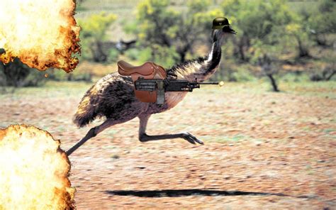 Read on to find out who won the emu war of 1932. Remembering the Great Emu War - The Coffeelicious - Medium