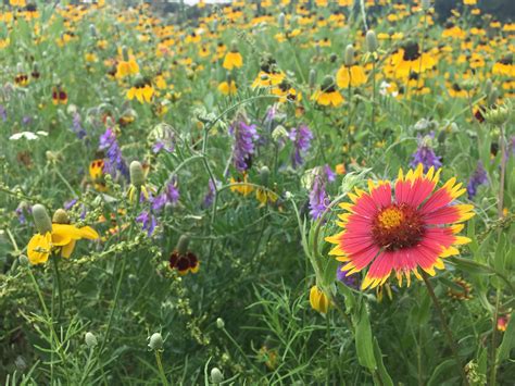 Top 5 Places In The Hill Country To See Wildflowers Wild Flowers