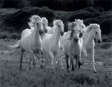 Beautiful 7 White Horses Running Wallpaper Full Hd Wallpaper