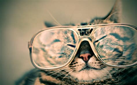Cat Animals Glasses Wallpapers Hd Desktop And Mobile Backgrounds