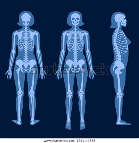 Human Woman Skeleton Anatomy Front Profile Stock Vector Royalty Free