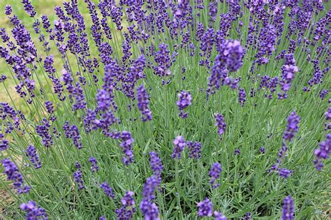 Lavender Ang Hidcote Milaegers