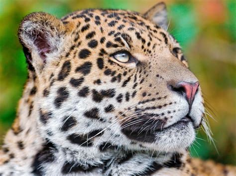 Big Cats Jaguars Glance Snout Animals Wallpaper 1920x1440 100489