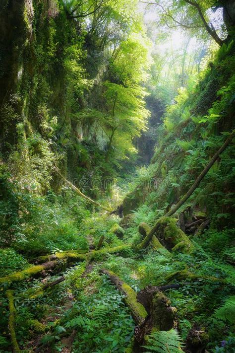 Deep Gorge With Green Moss And Trees Stock Photo Image Of Green
