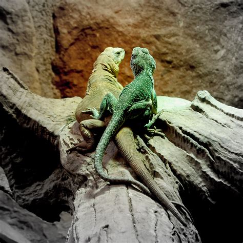 Lizard Love Tom Rolfe Flickr