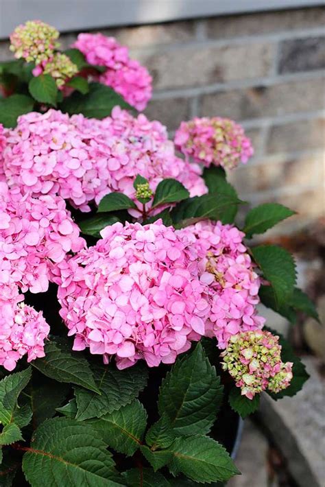 I have an established hydrangea and i'd like to split it so one half can be transplanted. How To Grow Hydrangea In Pots | Growing hydrangeas ...