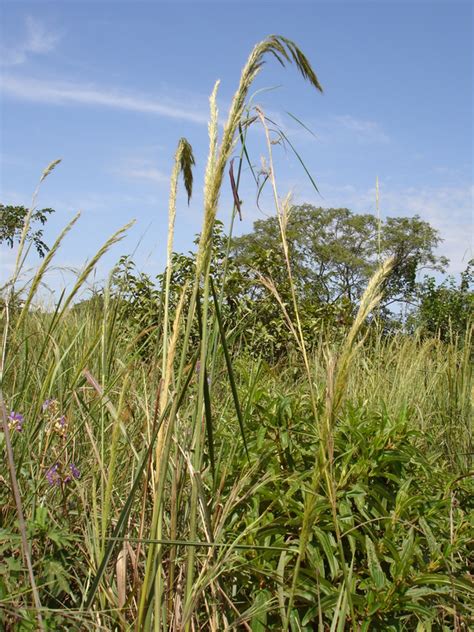 West African Plants A Photo Guide Panicum Phragmitoides Stapf