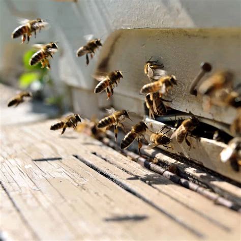 Honey Bee Orientation Flights Vs Swarming Carolina Honeybees