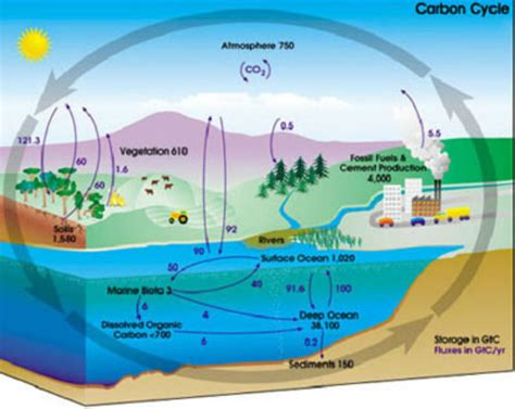 Check spelling or type a new query. Webquest: Biogeochemical cycles - APES