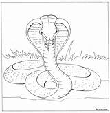 Cobra Coloring King Snake Pages Kids Printable Printables Color Info sketch template